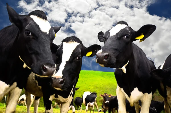 Black and white cows — Stock Photo, Image