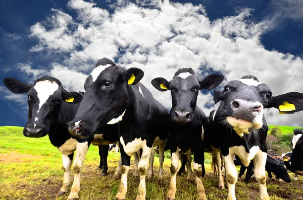 Black and white cows — Stock Photo, Image