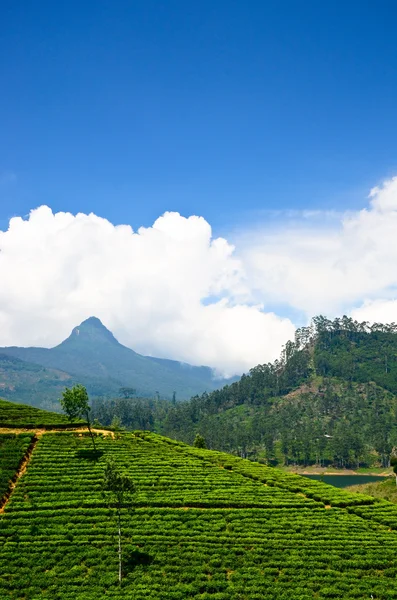 Adam 's peak mountain — Stockfoto