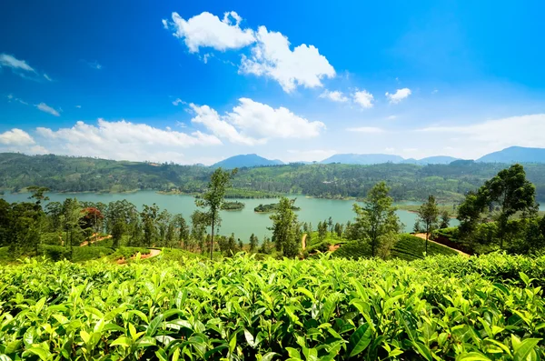 Plantaciones de té — Foto de Stock