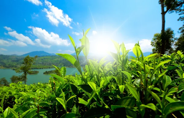 Çay tarlaları ile güneş — Stok fotoğraf