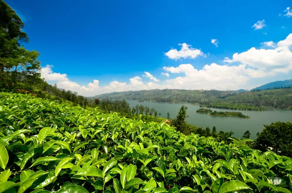 Plantaciones de té —  Fotos de Stock