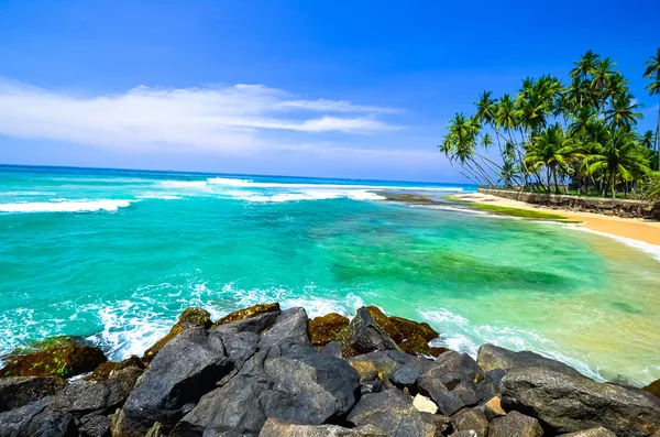 야 자 나무와 해변 — 스톡 사진