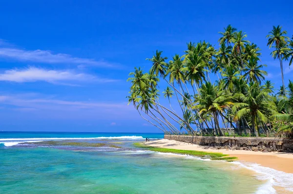 Palmiye ağaçları ve plaj — Stok fotoğraf