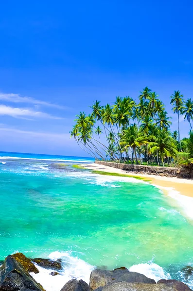 Palmen und Strand — Stockfoto