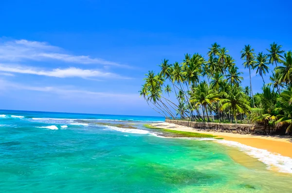 Palmen und Strand — Stockfoto