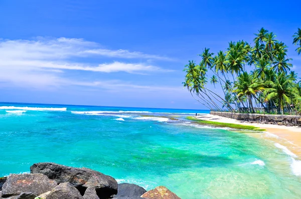 Palmen und Strand — Stockfoto