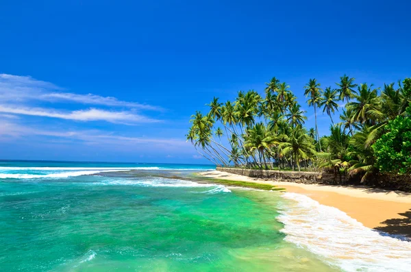 Palmeiras e praia — Fotografia de Stock