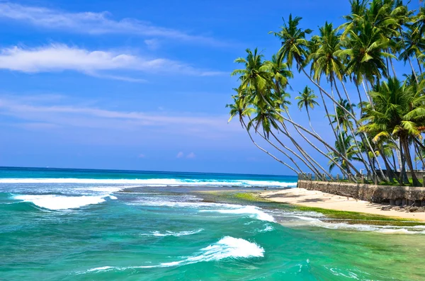 Palmbomen en strand — Stockfoto