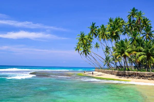 Palm trees and beach — Stock Photo, Image