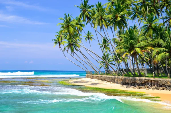Пальмы и пляж — стоковое фото