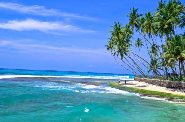 palmiye ağaçları ve plaj