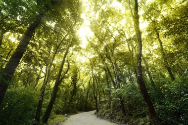 Yeşil orman yolu