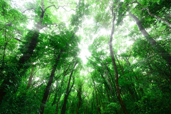 Зелений ліс вранці — стокове фото