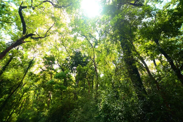 Зелений ліс вранці — стокове фото