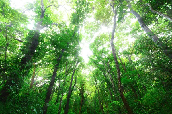 Zelený les ráno — Stock fotografie
