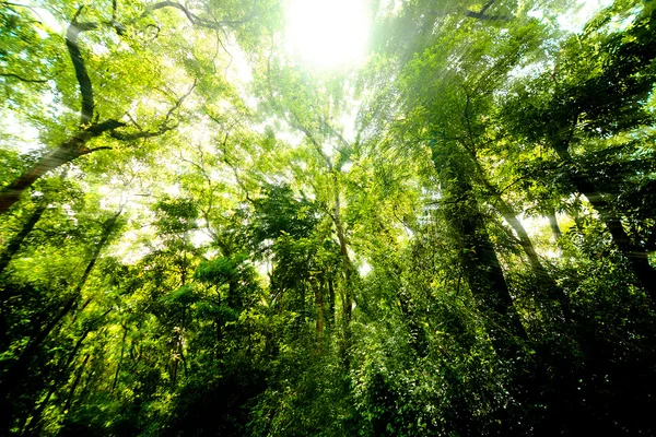 Forêt verte le matin — Photo