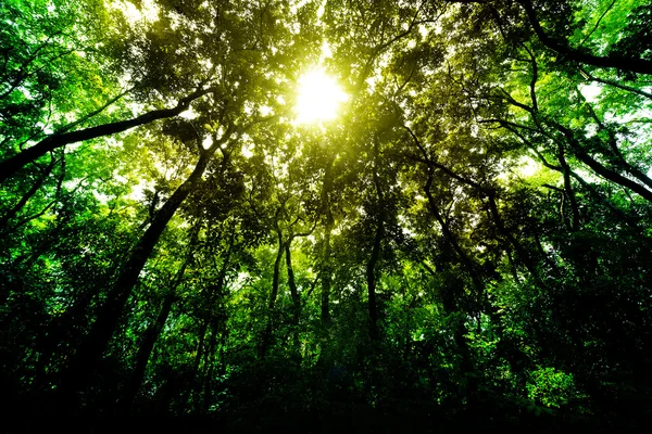 Hutan hijau di pagi hari — Stok Foto