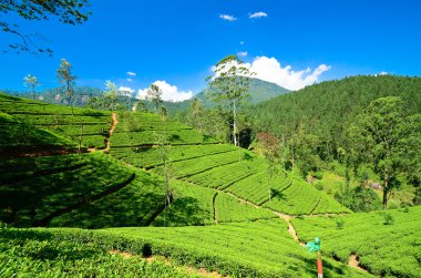 Adam'ın en yüksek dağı