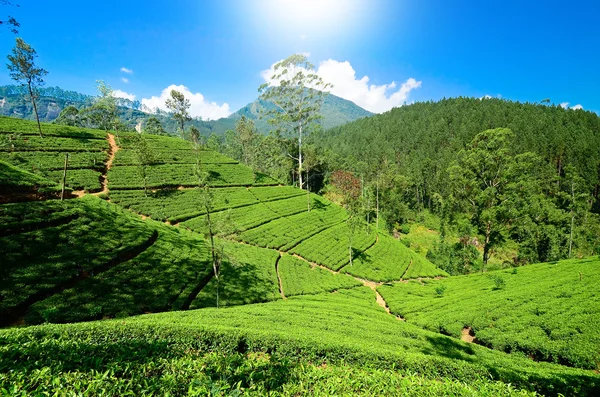 Adam's Peak mountain — Stock Photo, Image