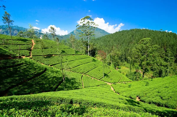 Adam 's Peak montanha — Fotografia de Stock