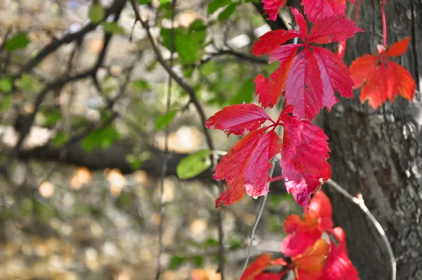 Folhas na floresta de outono. — Fotografia de Stock