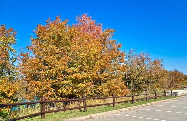 秋の森の近くの駐車場 — ストック写真