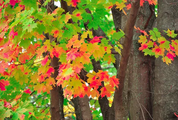 Bladeren in herfstbos. — Stockfoto