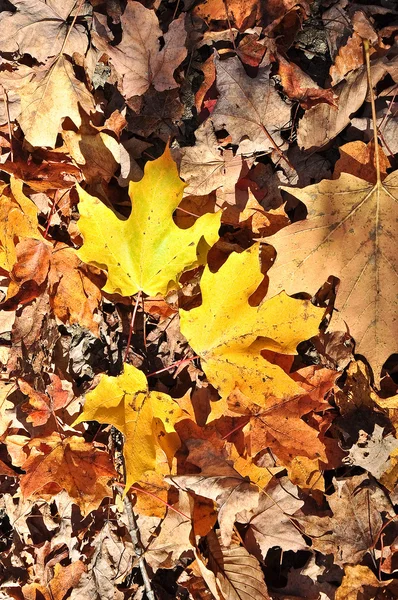 Kleurrijke herfstbladeren — Stockfoto