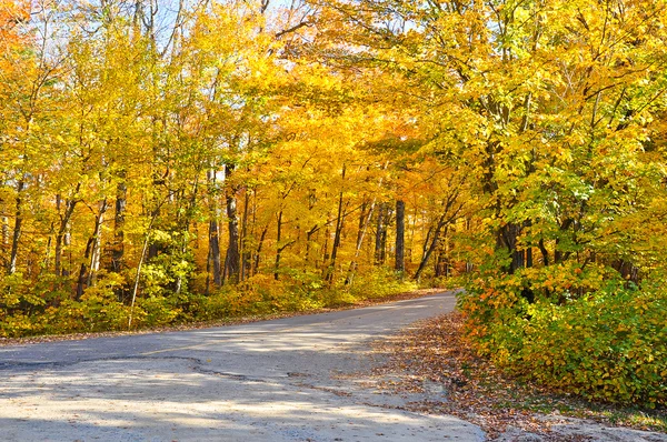 Cesta podzimním lesem — Stock fotografie