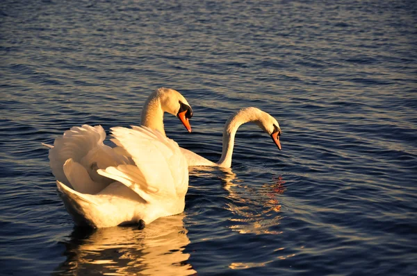 Two Swans — Stock Photo, Image