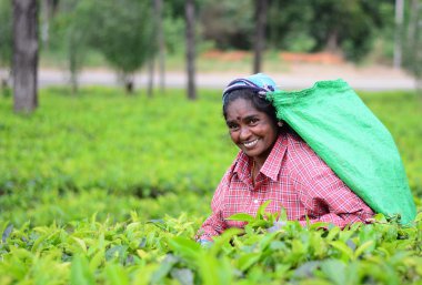 çay plantasyon içinde kadın çay seçici