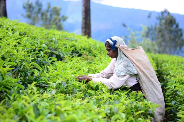 Female tea picker in tea plantation — Stock Photo, Image