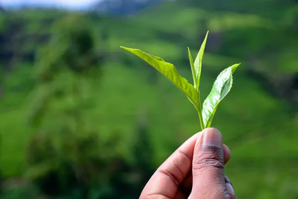 Mão segurando folha de chá — Fotografia de Stock