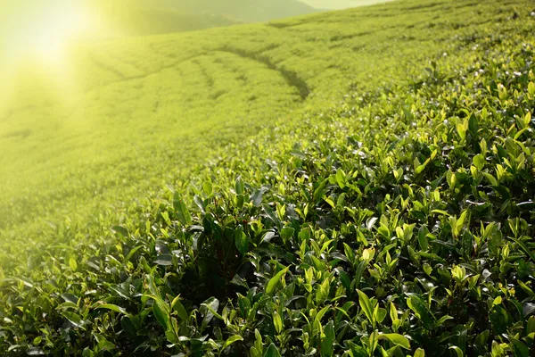 Brote de té verde y hojas — Foto de Stock