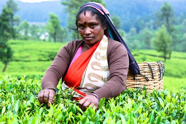 Female tea picker in tea plantation — Stock Photo, Image