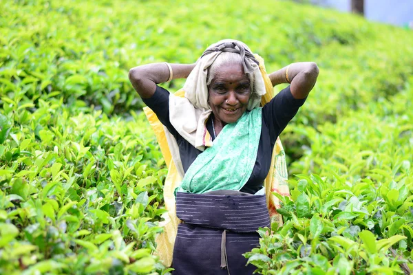 Female tea picker in tea plantation — Stock Photo, Image