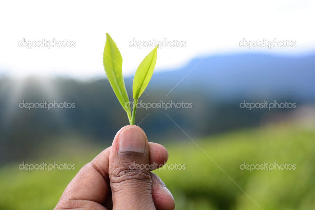 Hand holding tea leaf