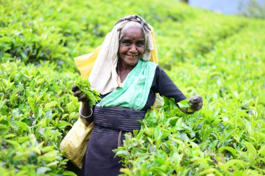 çay plantasyon içinde kadın çay seçici