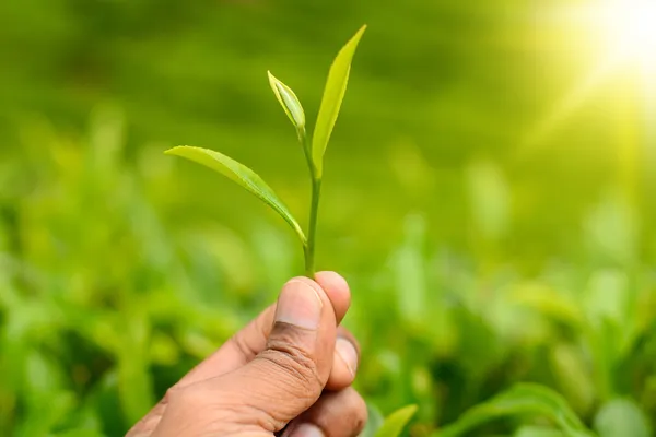 Hoja de té de mano —  Fotos de Stock