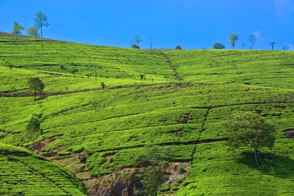 Çay plantasyon — Stok fotoğraf