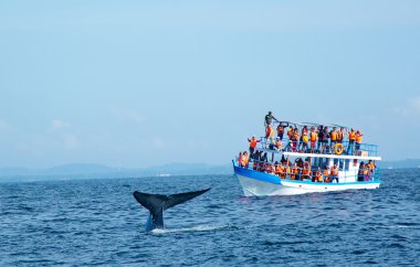 derin okyanusta büyük mavi balinalar