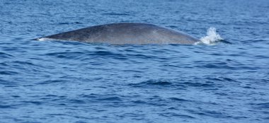 derin okyanusta büyük mavi balinalar