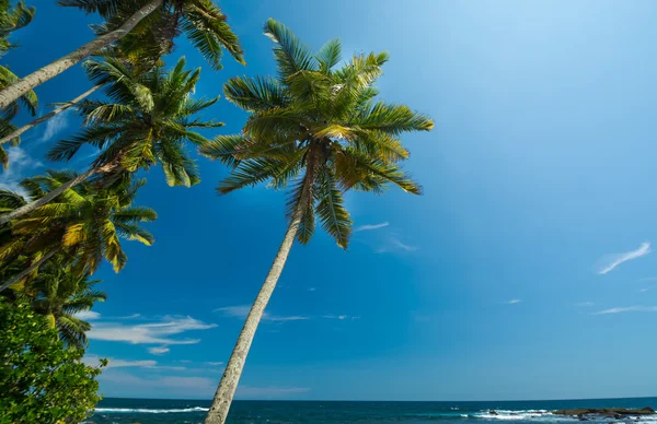 Tropical beach in Sri Lanka — Stock Photo, Image