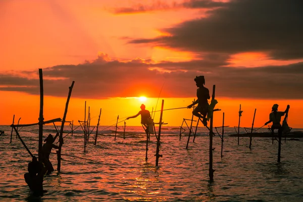 Sri lankais traditionnel échasses pêcheur — Photo