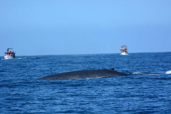 Big blue wieloryby w głębinach oceanu — Zdjęcie stockowe