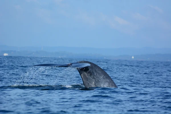 Grandes ballenas azules en el océano profundo — Foto de Stock