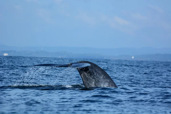 Big blue wieloryby w głębinach oceanu — Zdjęcie stockowe