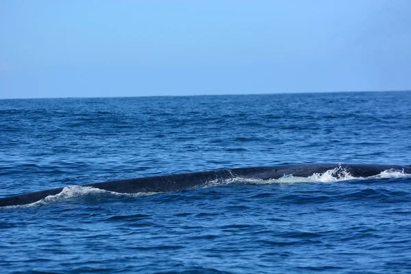 Grandes ballenas azules en el océano profundo — Foto de Stock