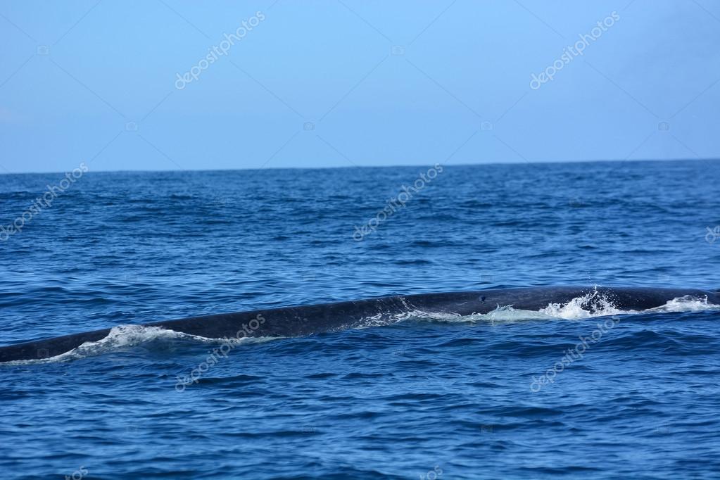 Grandes ballenas azules en el océano profundo 2023